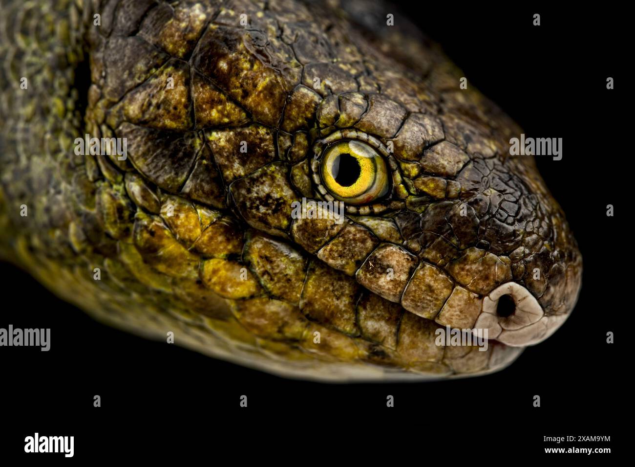 Affen-Schwanz-Skink (Corucia zebrata) Stockfoto