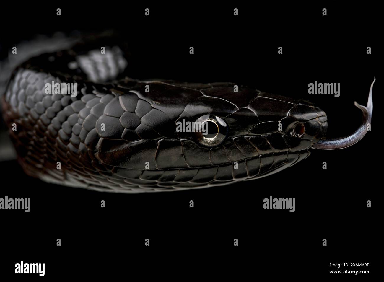 Selayar Black Ratsnake (Gonyosoma jansenii) Stockfoto
