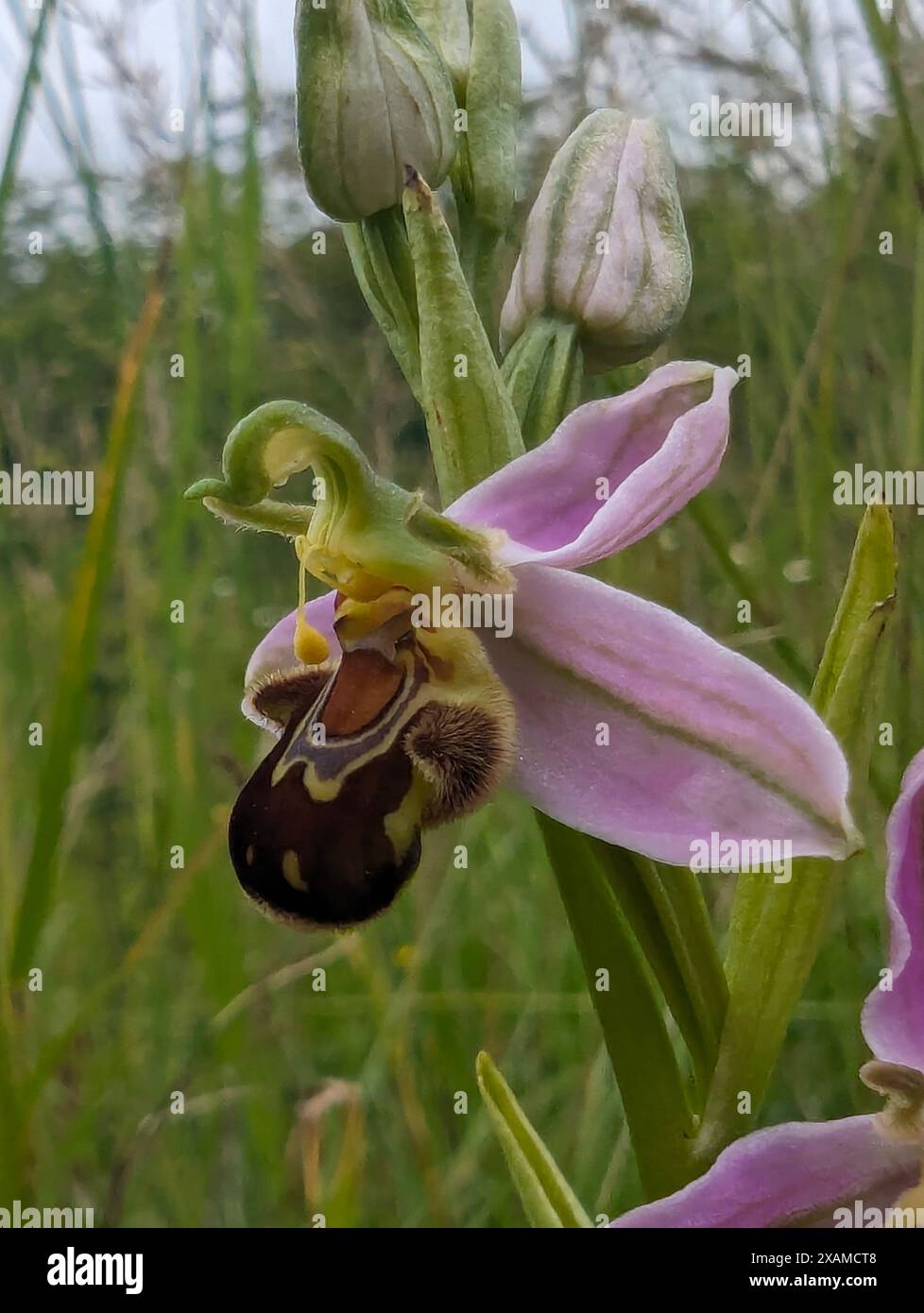 Ophrys apifera Blume, Bee Orchidee, eine Terrestialorchidee. Die Koevolution der Blume und ihres Bestäuberinsekts hat dazu geführt, dass die Orchidee einer Biene ähnelt. Stockfoto