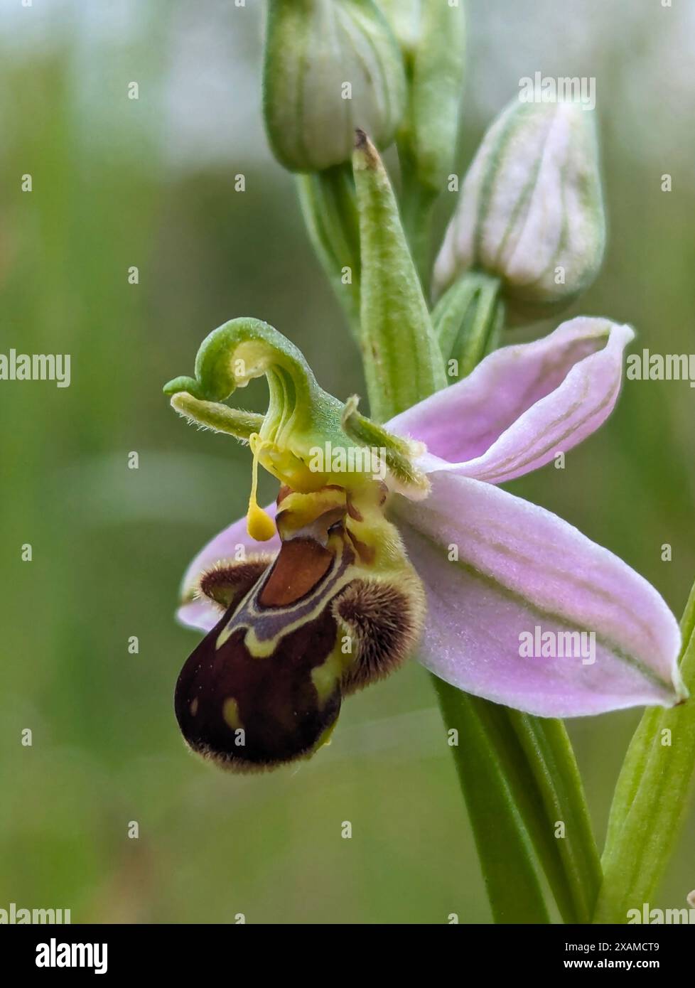 Ophrys apifera Blume, Bee Orchidee, eine Terrestialorchidee. Die Koevolution der Blume und ihres Bestäuberinsekts hat dazu geführt, dass die Orchidee einer Biene ähnelt. Stockfoto