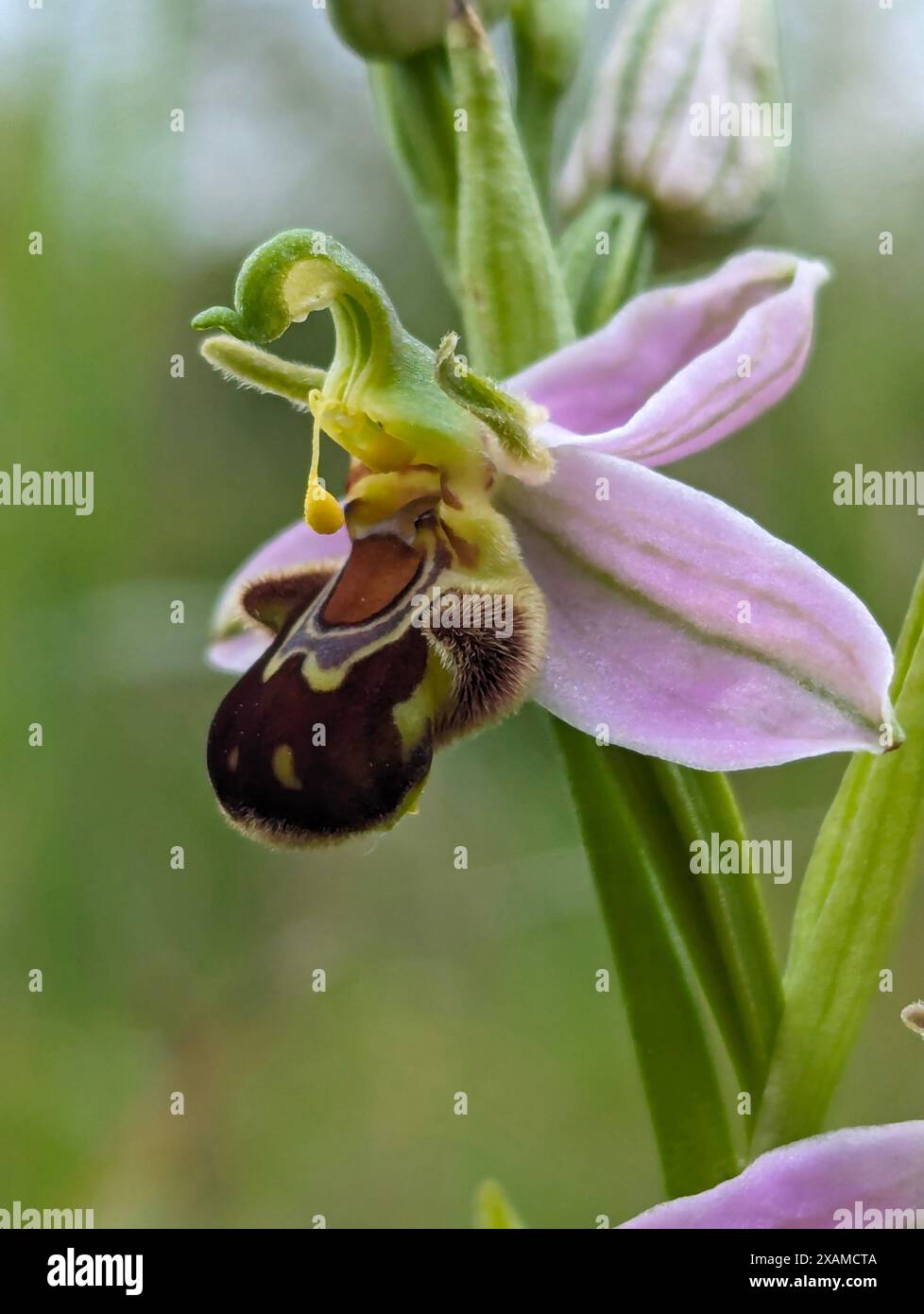 Ophrys apifera Blume, Bee Orchidee, eine Terrestialorchidee. Die Koevolution der Blume und ihres Bestäuberinsekts hat dazu geführt, dass die Orchidee einer Biene ähnelt. Stockfoto