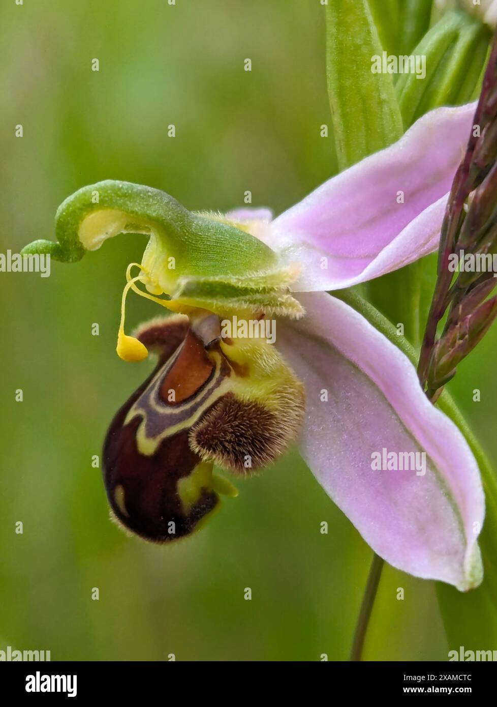 Ophrys apifera Blume, Bee Orchidee, eine Terrestialorchidee. Die Koevolution der Blume und ihres Bestäuberinsekts hat dazu geführt, dass die Orchidee einer Biene ähnelt. Stockfoto