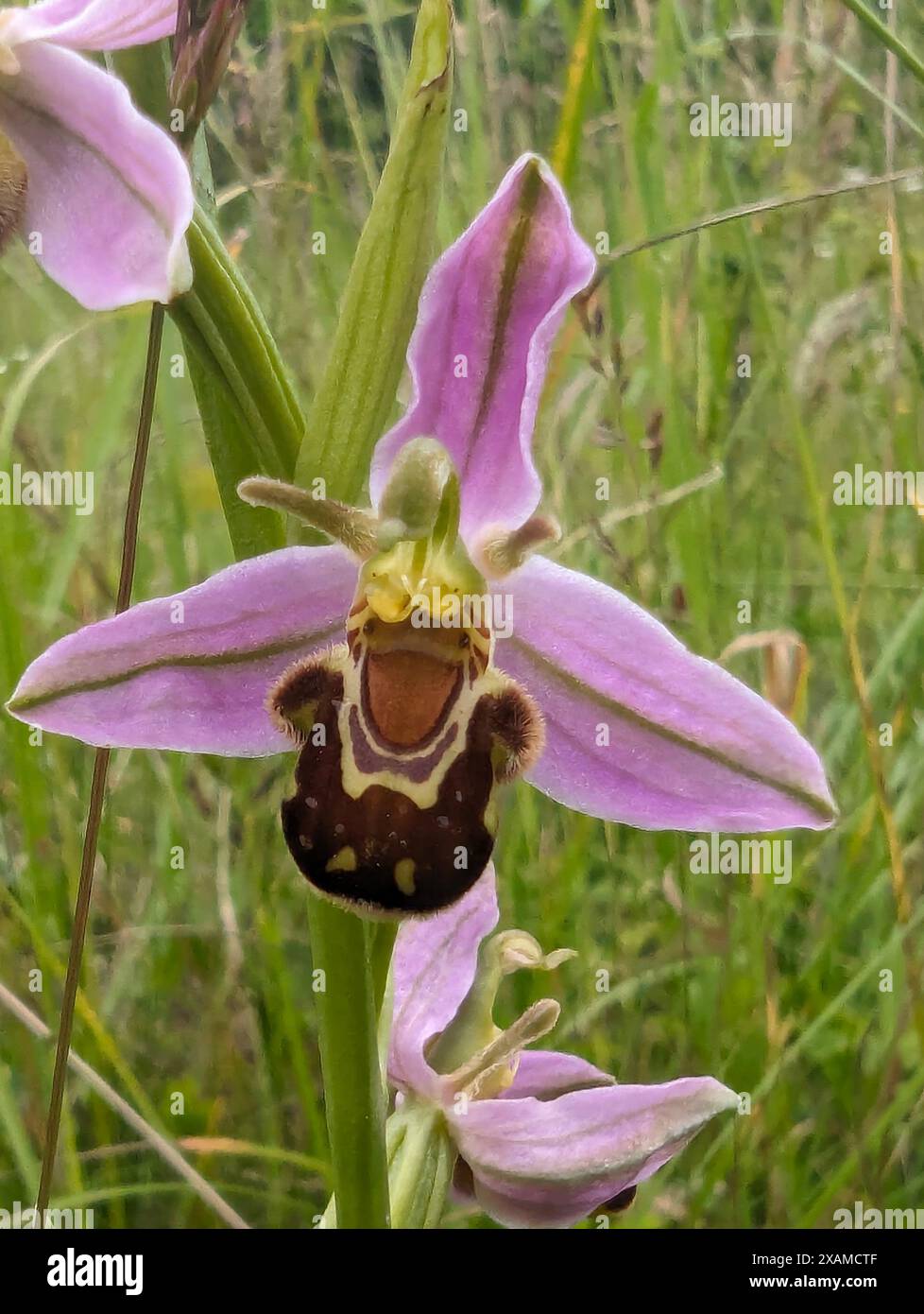 Ophrys apifera Blume, Bee Orchidee, eine Terrestialorchidee. Die Koevolution der Blume und ihres Bestäuberinsekts hat dazu geführt, dass die Orchidee einer Biene ähnelt. Stockfoto