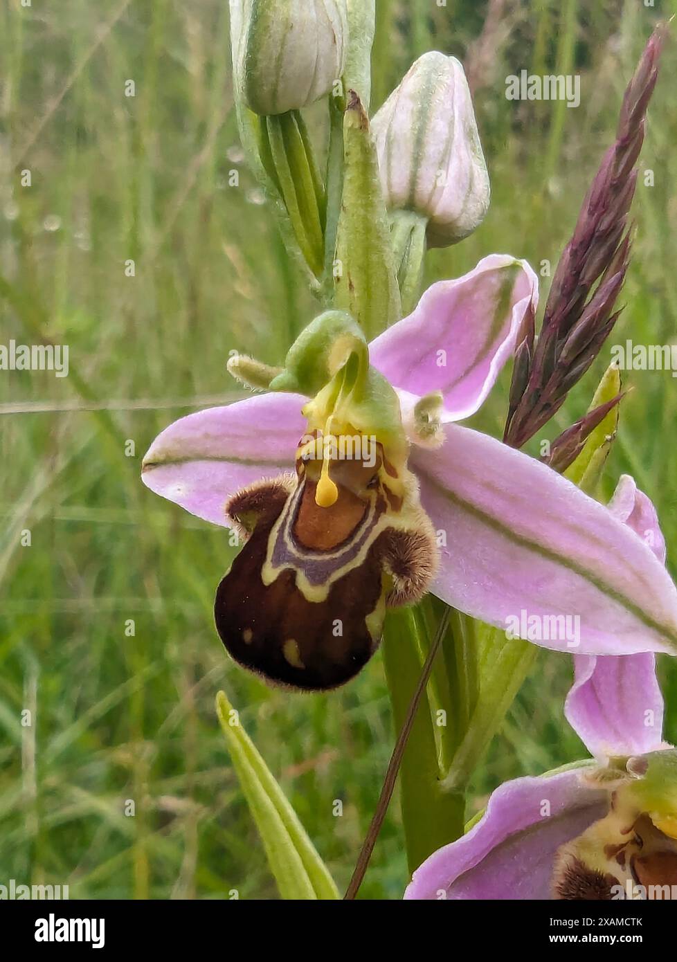 Ophrys apifera Blume, Bee Orchidee, eine Terrestialorchidee. Die Koevolution der Blume und ihres Bestäuberinsekts hat dazu geführt, dass die Orchidee einer Biene ähnelt. Stockfoto