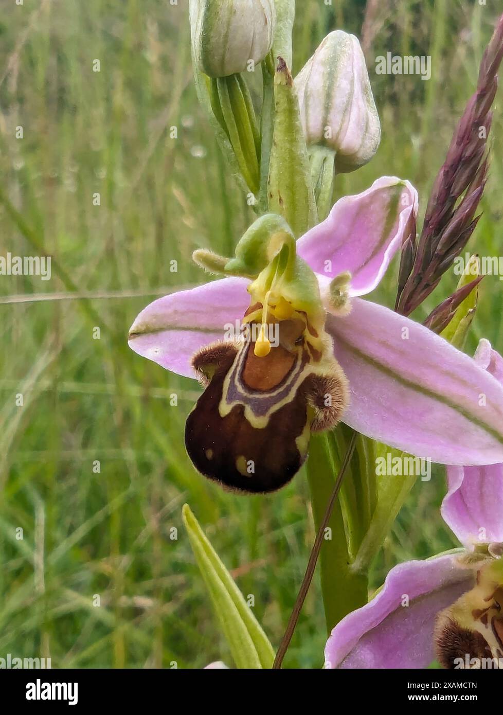 Ophrys apifera Blume, Bee Orchidee, eine Terrestialorchidee. Die Koevolution der Blume und ihres Bestäuberinsekts hat dazu geführt, dass die Orchidee einer Biene ähnelt. Stockfoto
