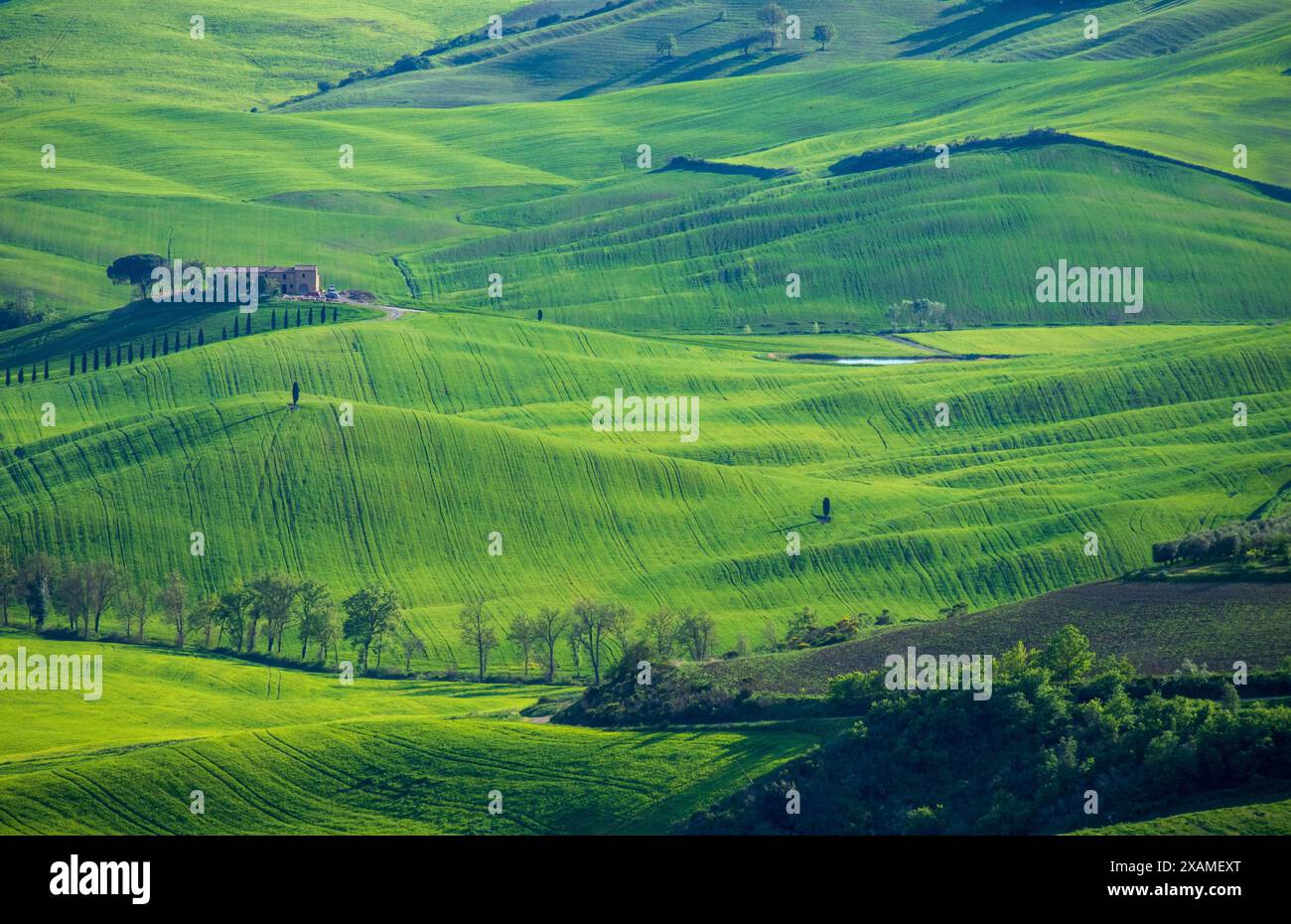 Ein wunderschöner Blick auf die Landschaft in der ländlichen Toskana in Italien an einem sonnigen Tag mit grünen Hügeln und Feldern und einem atemberaubenden einsamen Baum im Blick. Stockfoto