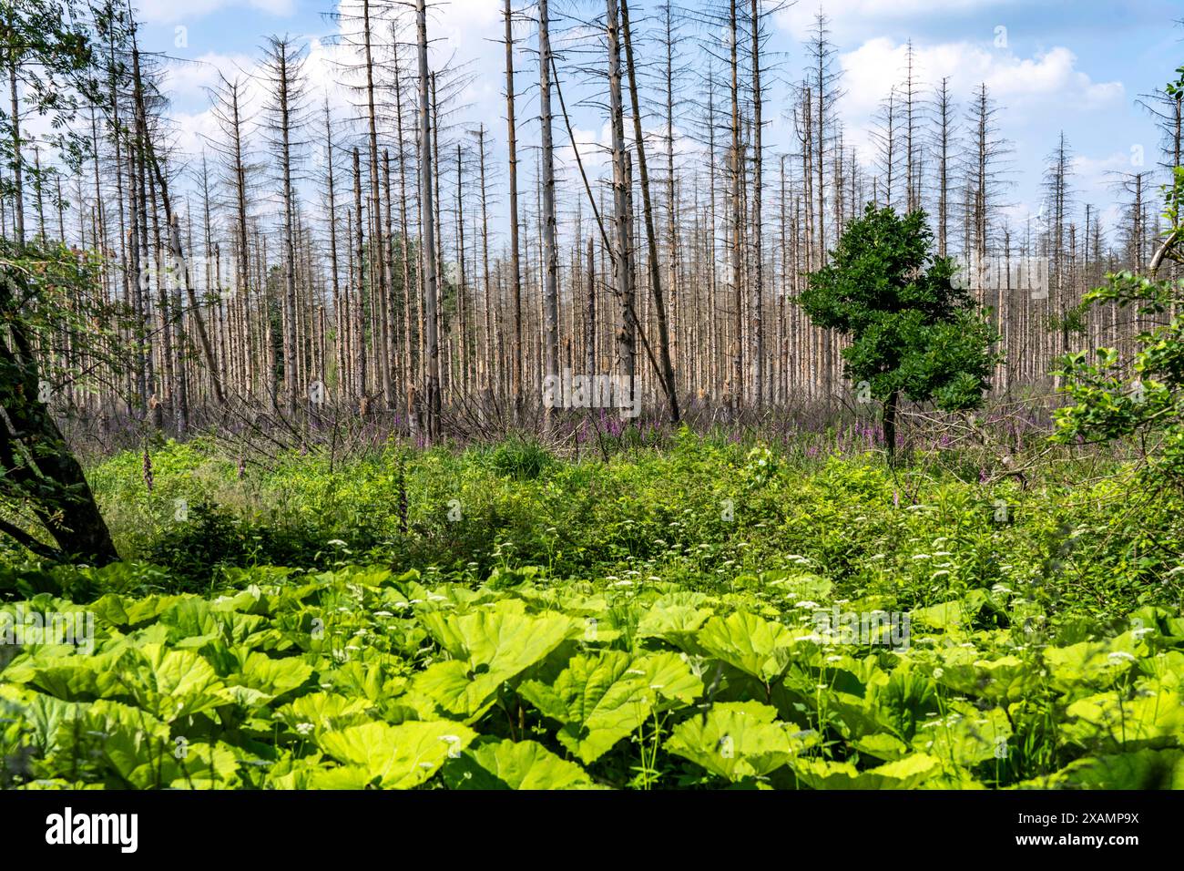 Waldgebiet zwischen Lichtenau und Willebadessen, Waldschäden durch den Borkenkäfern an Fichten Bäumen, tote Bäume, NRW, Deutschland, Waldsterben *** Waldgebiet zwischen Lichtenau und Willebadessen, Waldschäden durch den Rindenkäfer an Fichten, tote Bäume, NRW, Deutschland, Walddieback Stockfoto