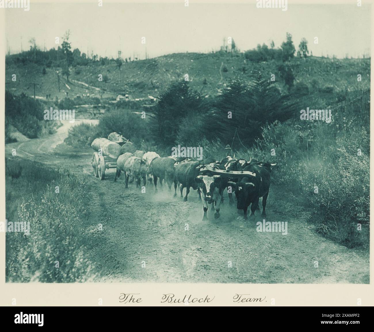 Das Bullock-Team. Aus dem Album: Kamerabilder von Neuseeland, 1920er Stockfoto