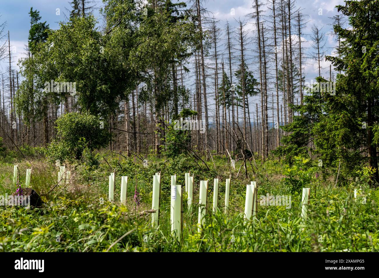 Waldgebiet zwischen Lichtenau und Willebadessen, Waldschäden durch den Borkenkäfern an Fichten Bäumen, tote Bäume, Aufforstung, Anpflanzung von neuen Bäumen, Verbissschutz, Schutz vor Wild, NRW, Deutschland, Waldsterben *** Waldgebiet zwischen Lichtenau und Willebadessen, Waldschäden durch Rindenkäfer an Fichtenbäumen, tote Bäume, Wiederaufforstung, Neuanpflanzung, Schutz gegen Bründung, Schutz gegen Wildbewirtschaftung, NRW, Deutschland, Waldrückgang Stockfoto