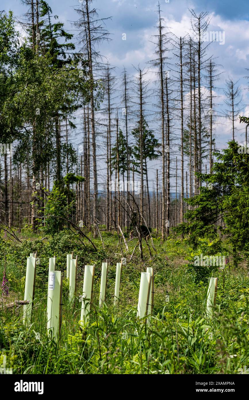 Waldgebiet zwischen Lichtenau und Willebadessen, Waldschäden durch den Borkenkäfern an Fichten Bäumen, tote Bäume, Aufforstung, Anpflanzung von neuen Bäumen, Verbissschutz, Schutz vor Wild, NRW, Deutschland, Waldsterben *** Waldgebiet zwischen Lichtenau und Willebadessen, Waldschäden durch Rindenkäfer an Fichtenbäumen, tote Bäume, Wiederaufforstung, Neuanpflanzung, Schutz gegen Bründung, Schutz gegen Wildbewirtschaftung, NRW, Deutschland, Waldrückgang Stockfoto