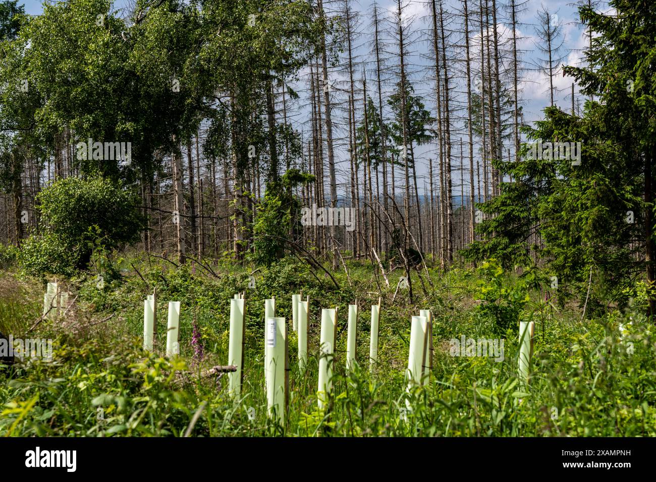 Waldgebiet zwischen Lichtenau und Willebadessen, Waldschäden durch den Borkenkäfern an Fichten Bäumen, tote Bäume, Aufforstung, Anpflanzung von neuen Bäumen, Verbissschutz, Schutz vor Wild, NRW, Deutschland, Waldsterben *** Waldgebiet zwischen Lichtenau und Willebadessen, Waldschäden durch Rindenkäfer an Fichtenbäumen, tote Bäume, Wiederaufforstung, Neuanpflanzung, Schutz gegen Bründung, Schutz gegen Wildbewirtschaftung, NRW, Deutschland, Waldrückgang Stockfoto