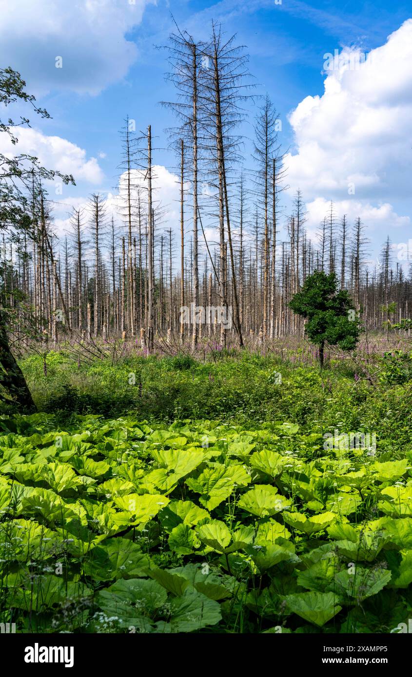 Waldgebiet zwischen Lichtenau und Willebadessen, Waldschäden durch den Borkenkäfern an Fichten Bäumen, tote Bäume, NRW, Deutschland, Waldsterben *** Waldgebiet zwischen Lichtenau und Willebadessen, Waldschäden durch den Rindenkäfer an Fichten, tote Bäume, NRW, Deutschland, Walddieback Stockfoto
