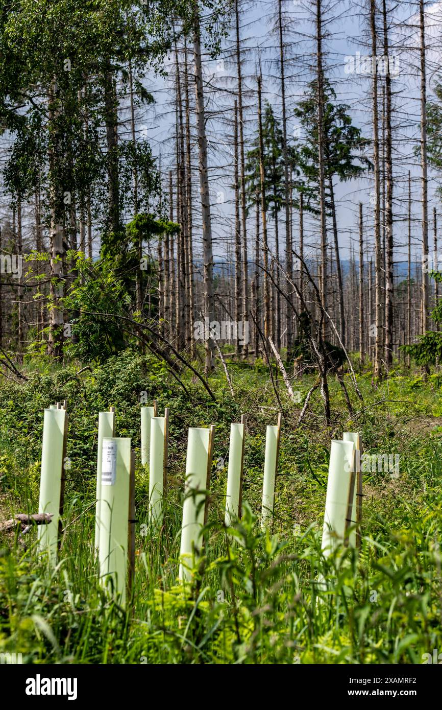 Waldgebiet zwischen Lichtenau und Willebadessen, Waldschäden durch den Borkenkäfern an Fichten Bäumen, tote Bäume, Aufforstung, Anpflanzung von neuen Bäumen, Verbissschutz, Schutz vor Wild, NRW, Deutschland, Waldsterben *** Waldgebiet zwischen Lichtenau und Willebadessen, Waldschäden durch Rindenkäfer an Fichtenbäumen, tote Bäume, Wiederaufforstung, Neuanpflanzung, Schutz gegen Bründung, Schutz gegen Wildbewirtschaftung, NRW, Deutschland, Waldrückgang Stockfoto