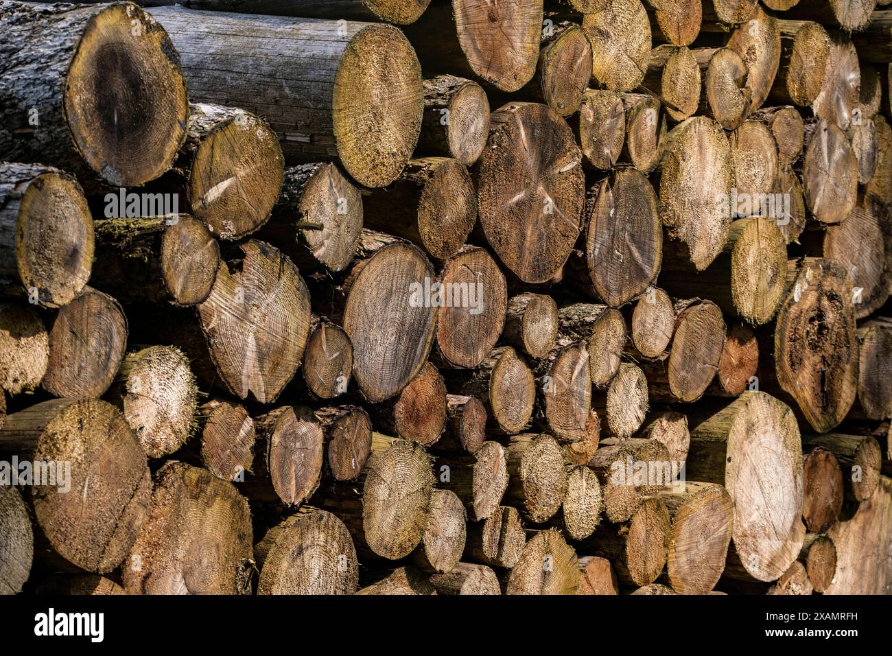 Holzstapel, gefällte Fichtebäume, Waldgebiet zwischen Lichtenau und Willebadessen, Waldschäden durch den Borkenkäfern an Fichten Bäumen, tote Bäume, NRW, Deutschland, Waldsterben *** Holzpfahl, gefällte Fichtenbäume, Waldgebiet zwischen Lichtenau und Willebadessen, Waldschäden durch den Rindenkäfer an Fichten, Tote Bäume, NRW, Deutschland, Walddiebstahl Stockfoto