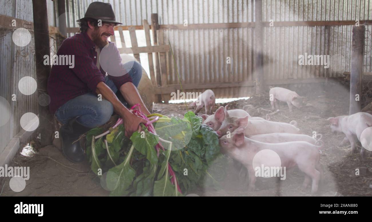 Bild eines kaukasischen Mannes, der Schweine mit Blattgemüse füttert, lächelnd und mit Hut in einer Scheune Stockfoto