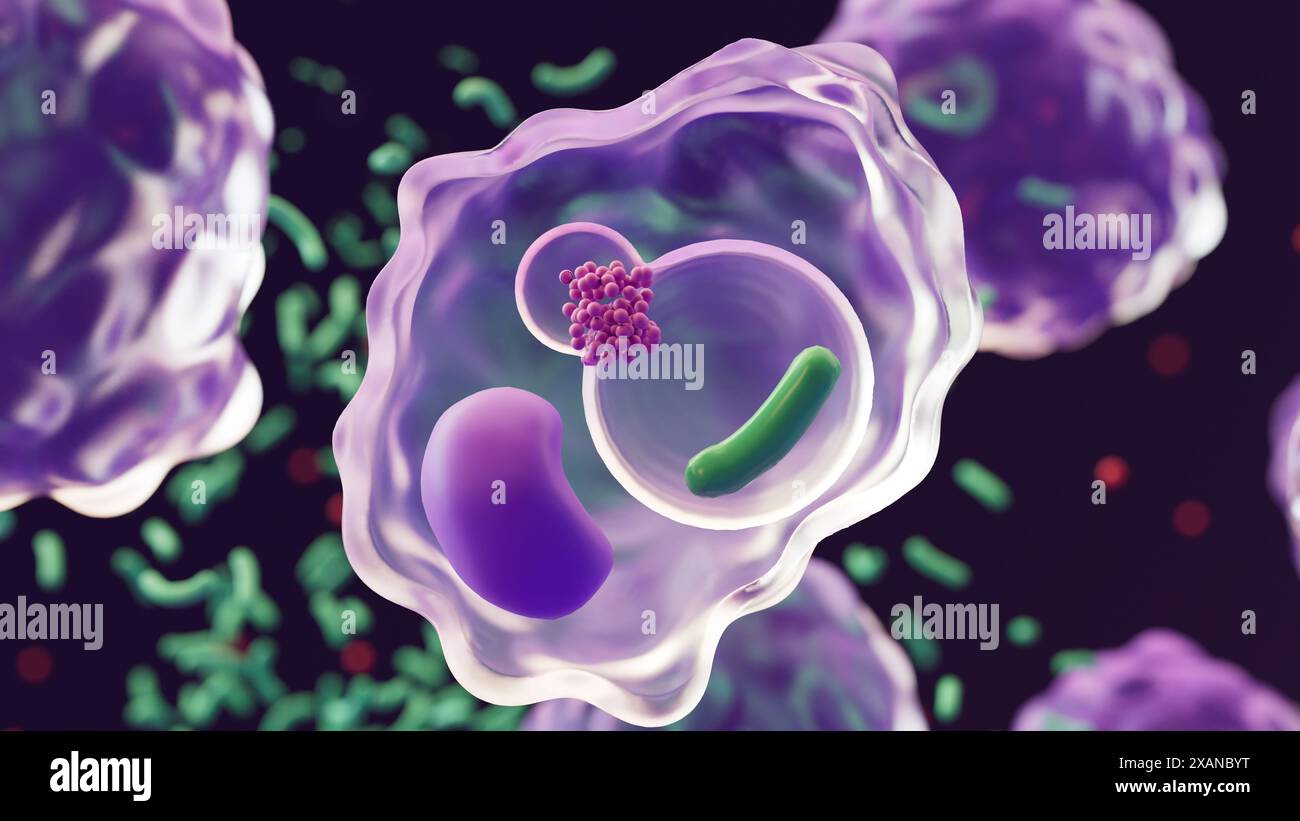 Abbildung: Ein Organell, das Lysosom (oben links von der Zelle) genannt wird, setzt Enzyme auf ein Bakterium (grün) frei, das von einer weißen Blutzelle, einem Makrophagen (violett), verschlossen (phagozytosiert) wurde. Sobald Bakterien oder andere Fremdsubstanzen im Körper nachgewiesen werden, werden Makrophagen signalisiert. Makrophagen verschlingen die Bakterien und umschließen sie in einen flüssigkeitsgefüllten Sack, der als Vakuole bekannt ist (Mitte-rechts). Die Enzyme des Lysosoms, bekannt als Lysozyme, werden in dieses Vakuum freigesetzt und bauen das Bakterium ab, was es unschädlich macht. Stockfoto