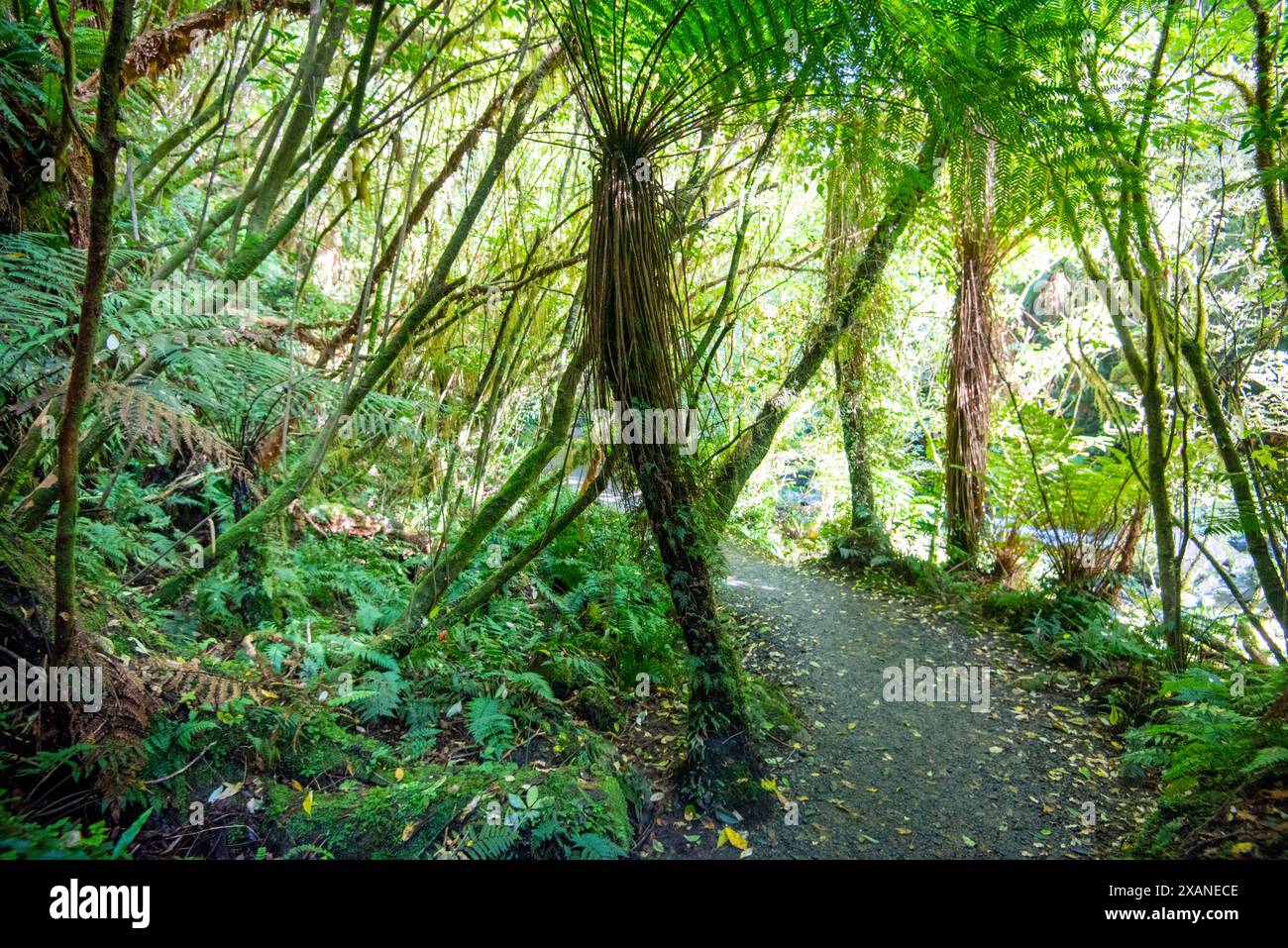 Catlins Forest Park - Neuseeland Stockfoto