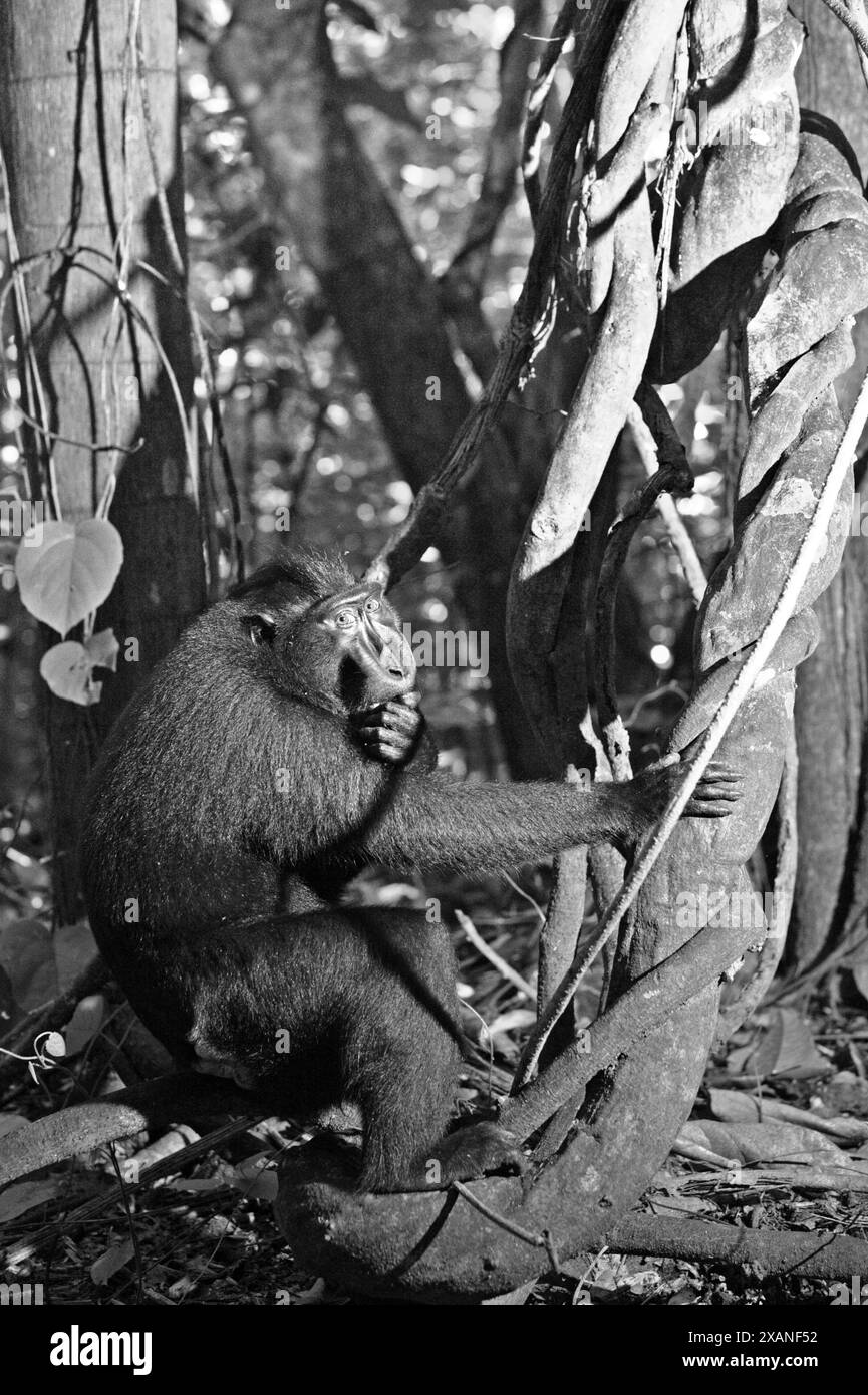 Porträt einer Sulawesi-Schwarzkammmakaken (Macaca nigra) unter einer Liane im Naturschutzgebiet Tangkoko, North Sulawesi, Indonesien. Stockfoto