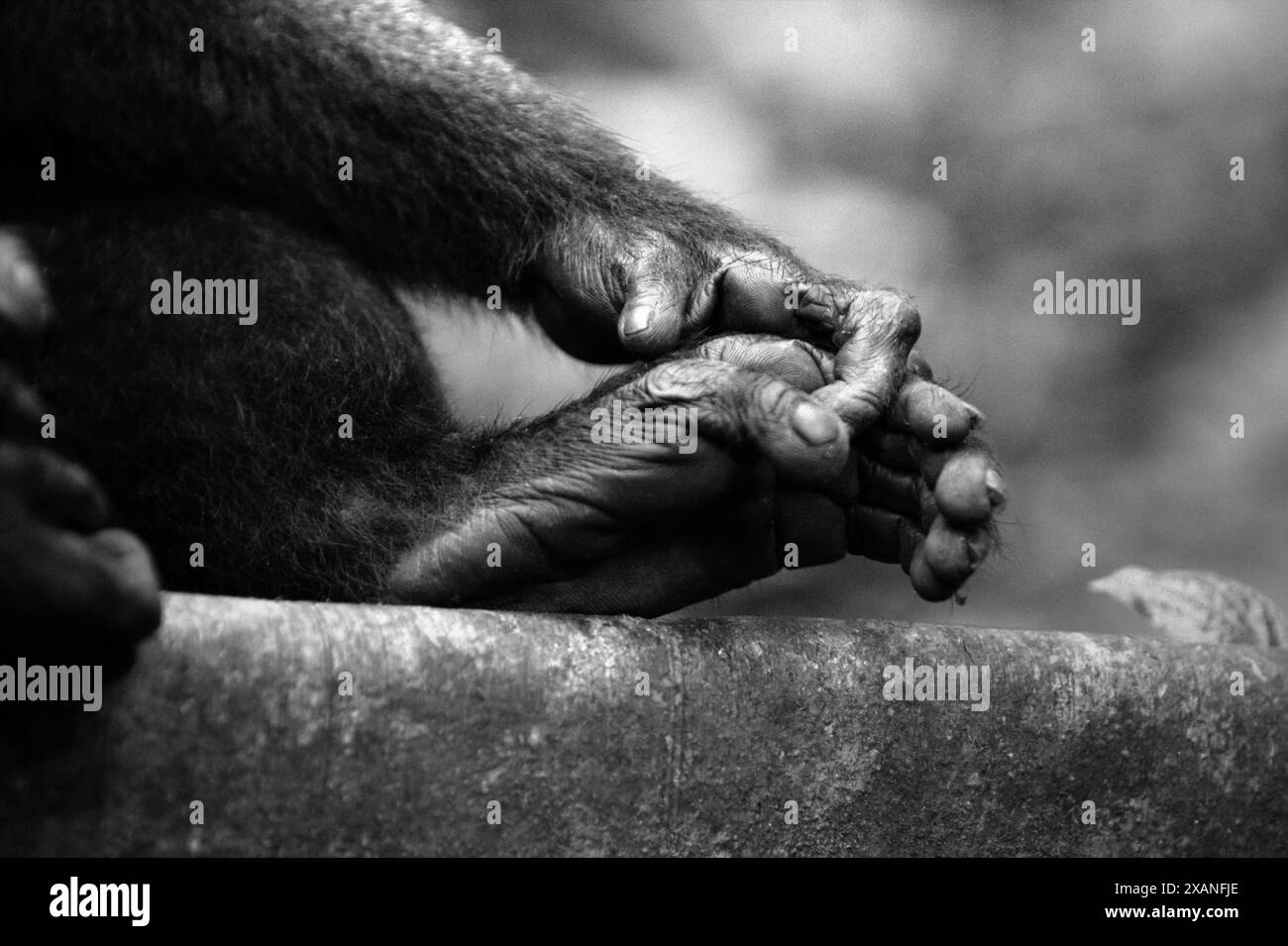 Hand und Fuß eines Sulawesi-Schwarzhaubenmakaken (Macaca nigra) im Tangkoko Nature Reserve, Nord-Sulawesi, Indonesien. Stockfoto