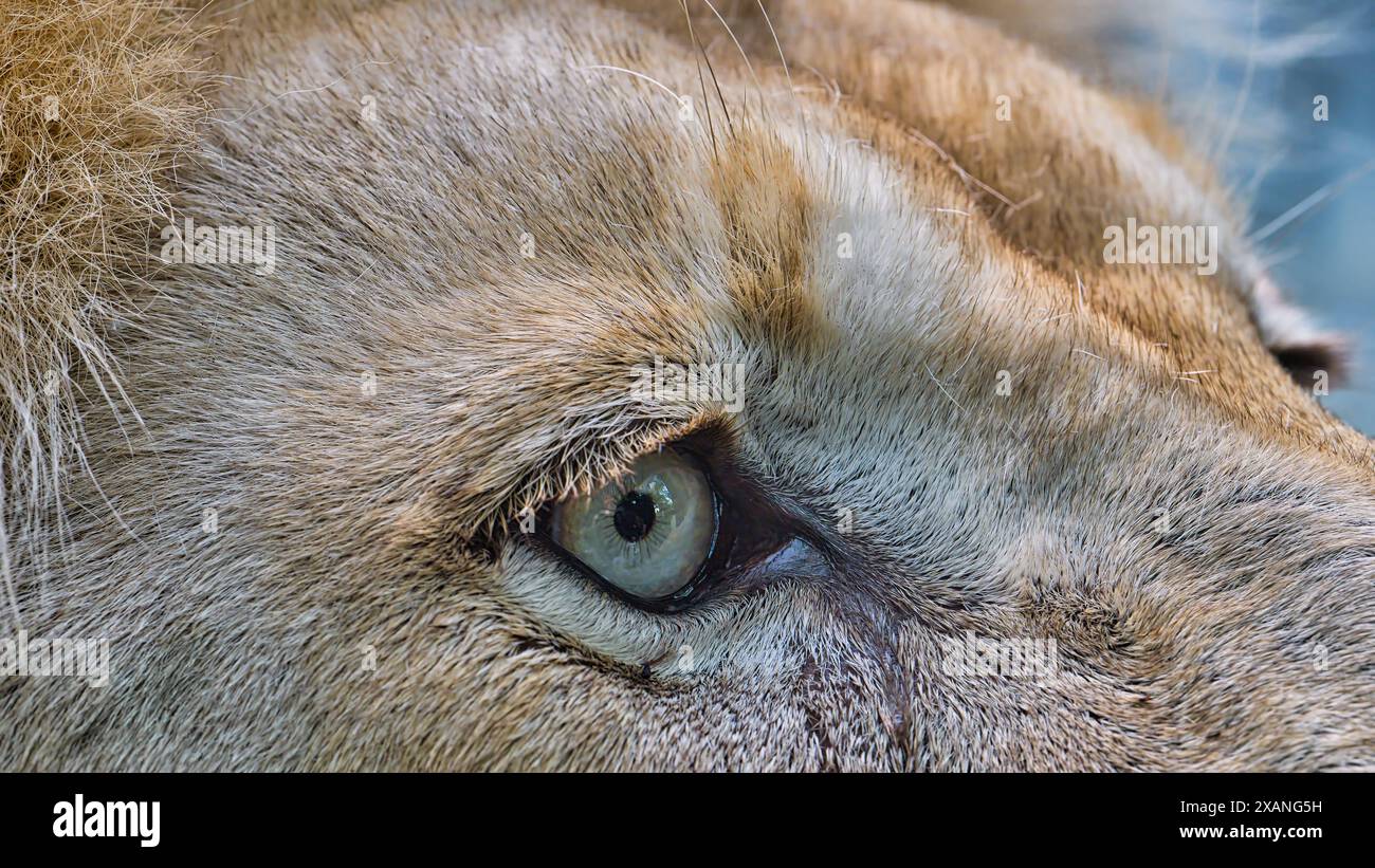 Extreme Nahaufnahme eines großen Katzenauges mit hellem Fell und scharfen Katzendetails. Intimes Tierporträt, das das Auge, die Gesichtsstruktur und den kräftigen Blick zeigt Stockfoto
