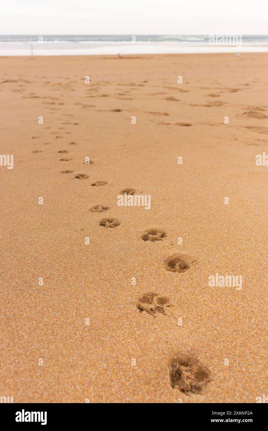 Fußstapfen des Hundes am Strand. Pfoten laufen auf Sand. Doggiger Druck auf der Küste. Entspannen Sie sich in Wüstendünen. Urlaub mit Haustier am Strand. Stockfoto