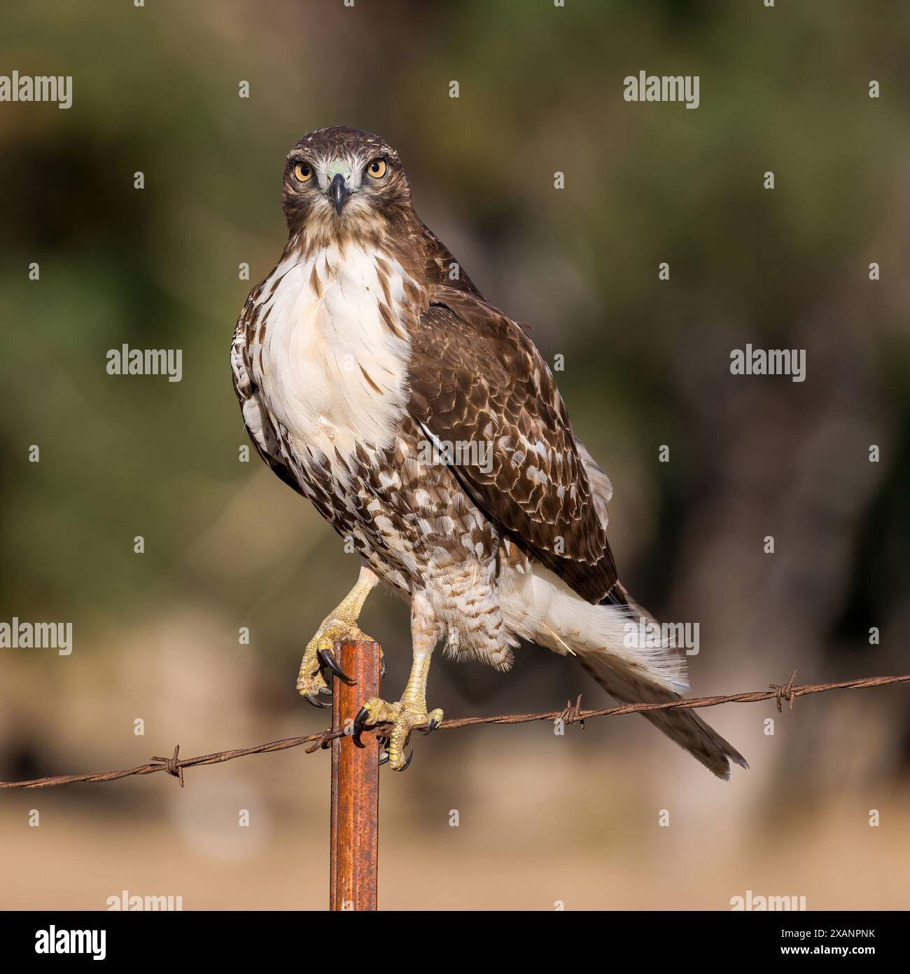 Junge Hawk-Jungfrau, die auf einem Barb Drahtzaun sitzt. Ed R. Levin County Park, Milpitas, Kalifornien, USA. Stockfoto