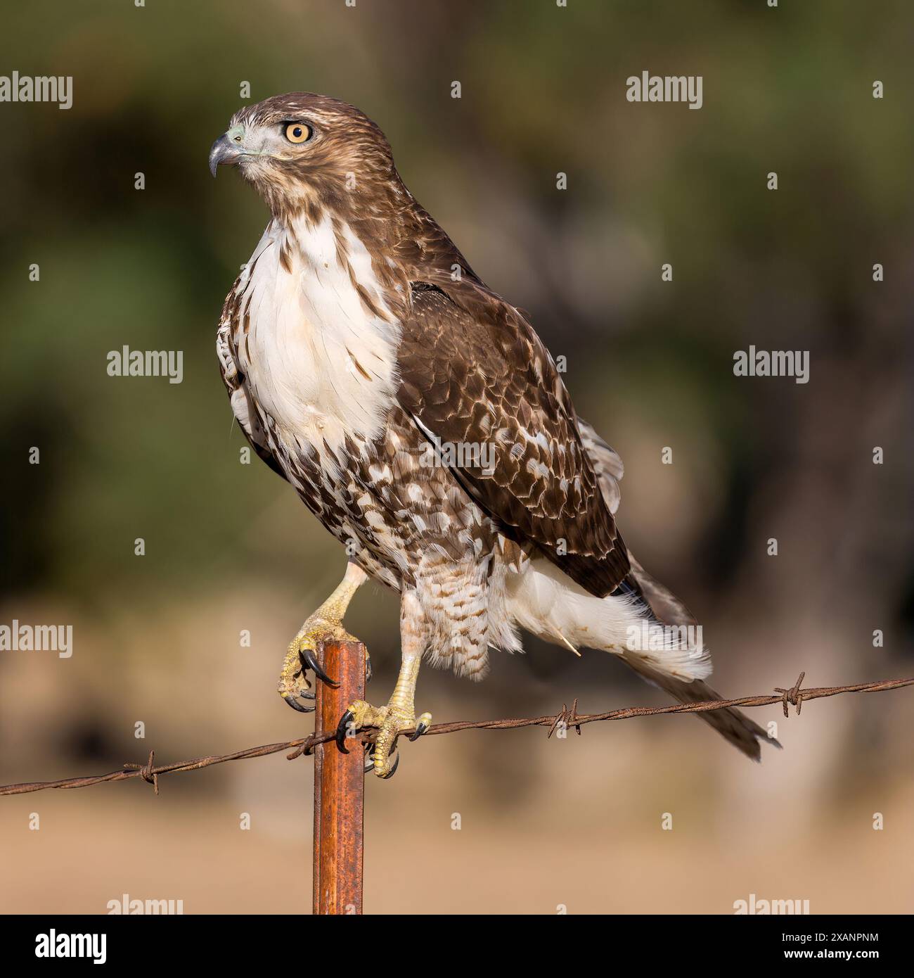 Junge Hawk-Jungfrau, die auf einem Barb Drahtzaun sitzt. Ed R. Levin County Park, Milpitas, Kalifornien, USA. Stockfoto