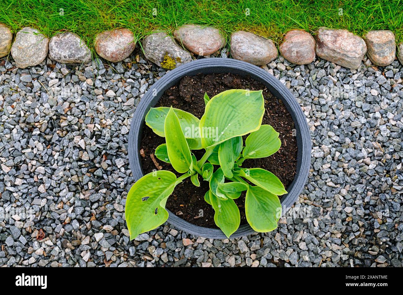 Eine Topf-Hosta-Pflanze mit leuchtend grünen Blättern befindet sich in einem Kiesbeet, umgeben von einer Reihe glatter Steine. Stockfoto