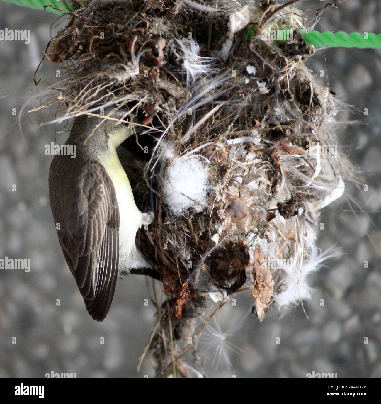 Weibchen des Purple Sunbird (Cinnyris asiaticus) Gebäude hängendes Nest : (Bild Sanjiv Shukla) Stockfoto