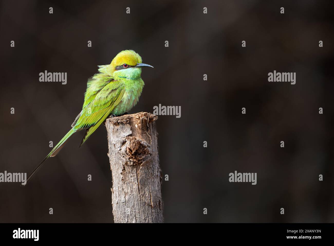 Asiatische Grüne Bienenfresser (Merops orientalis) Stockfoto