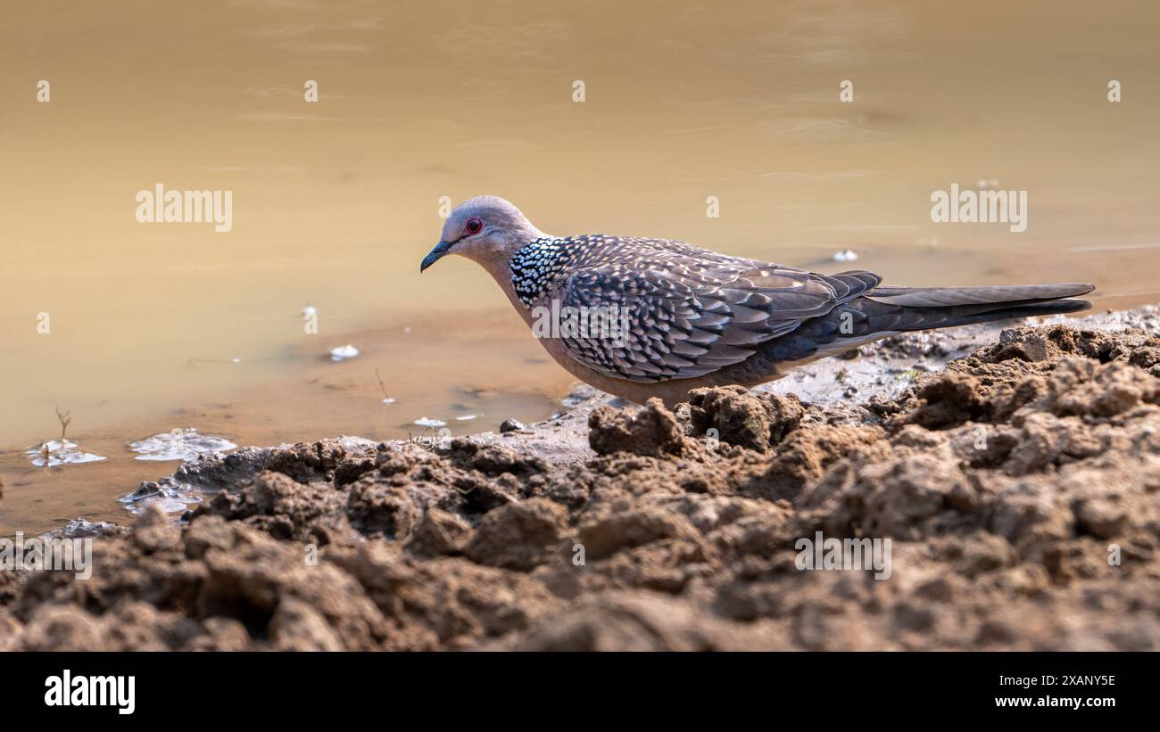 Gefleckte Taube (Streptopelia chinensis) Stockfoto