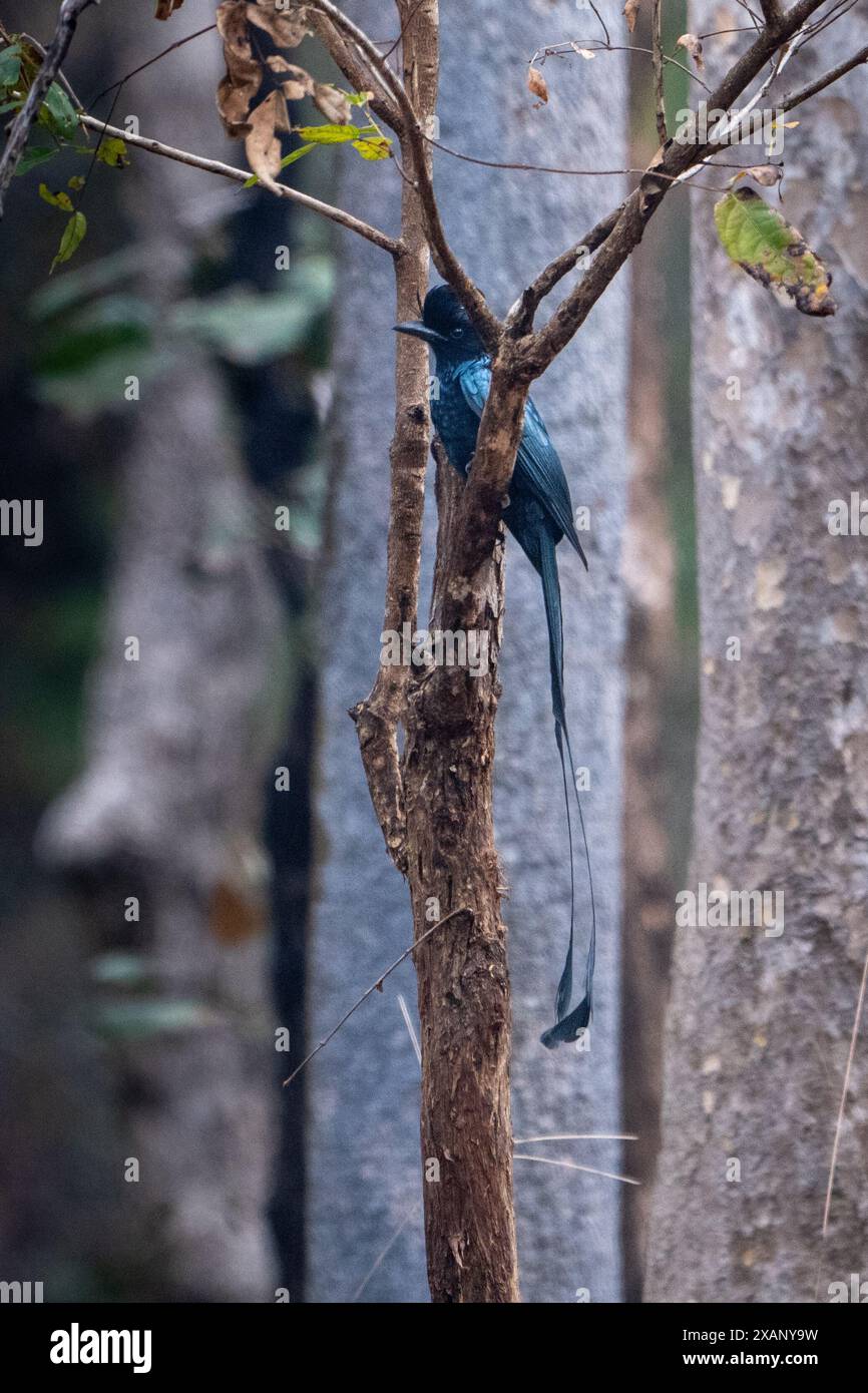 Drongo mit Schlägerschwanz, (Dicrurus paradiseus) Stockfoto