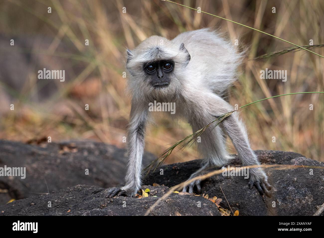 Indische Langur-Affen (Presbytis entellus) Stockfoto