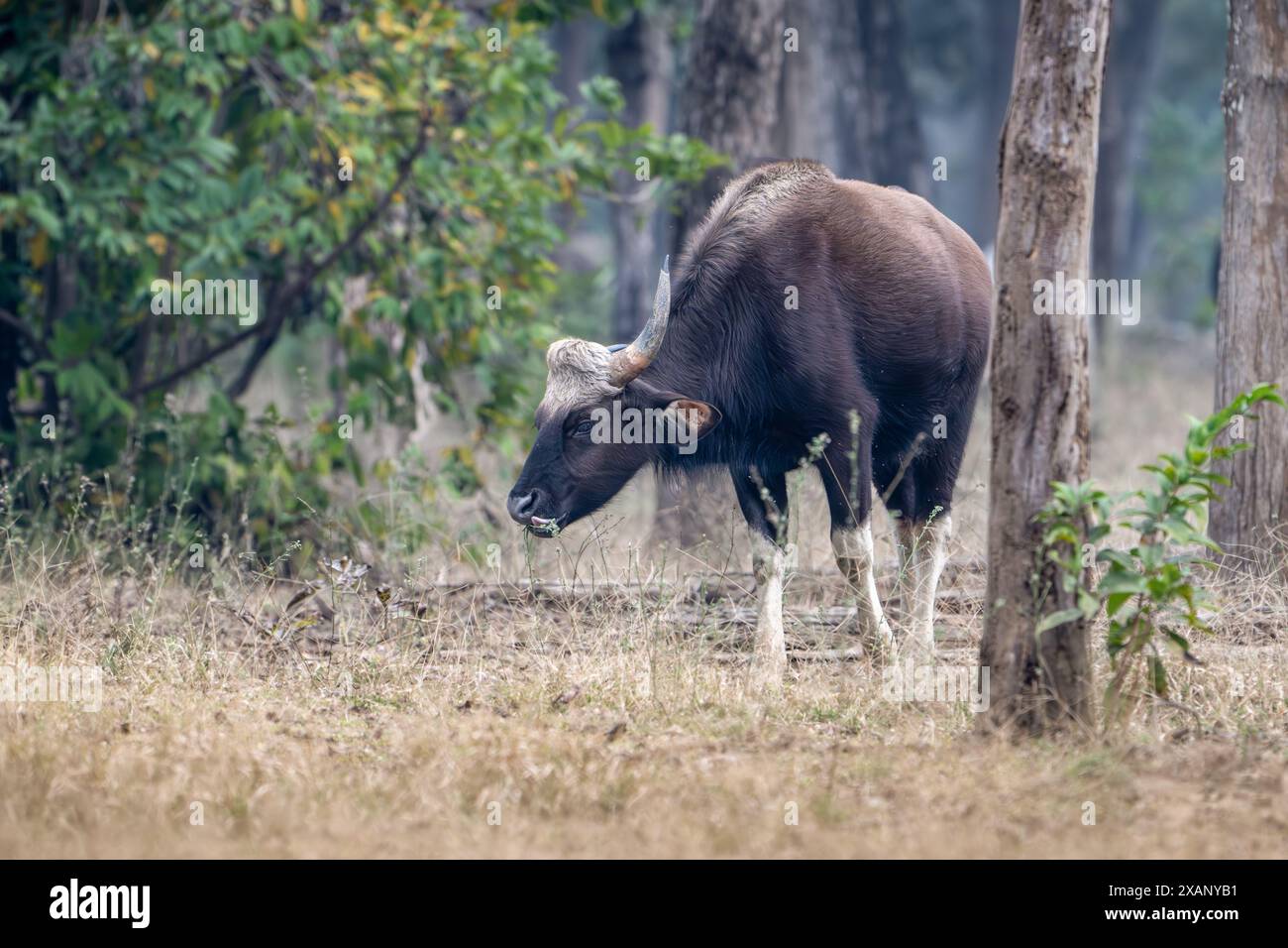 Indischer Gaur oder Bison Bos gaurus, Fütterung im Wald) Stockfoto