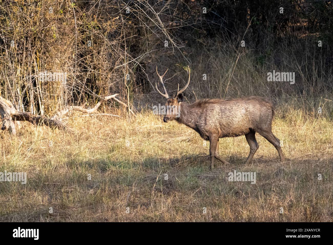 Sambarhirsch (Rusa Unicolor) Hirsch Stockfoto