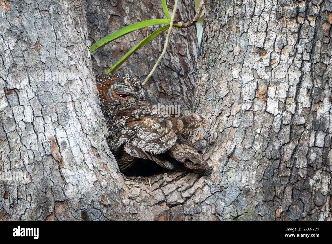 Melierte Holzeule (Strix ocellata) schlafend im Baum Stockfoto