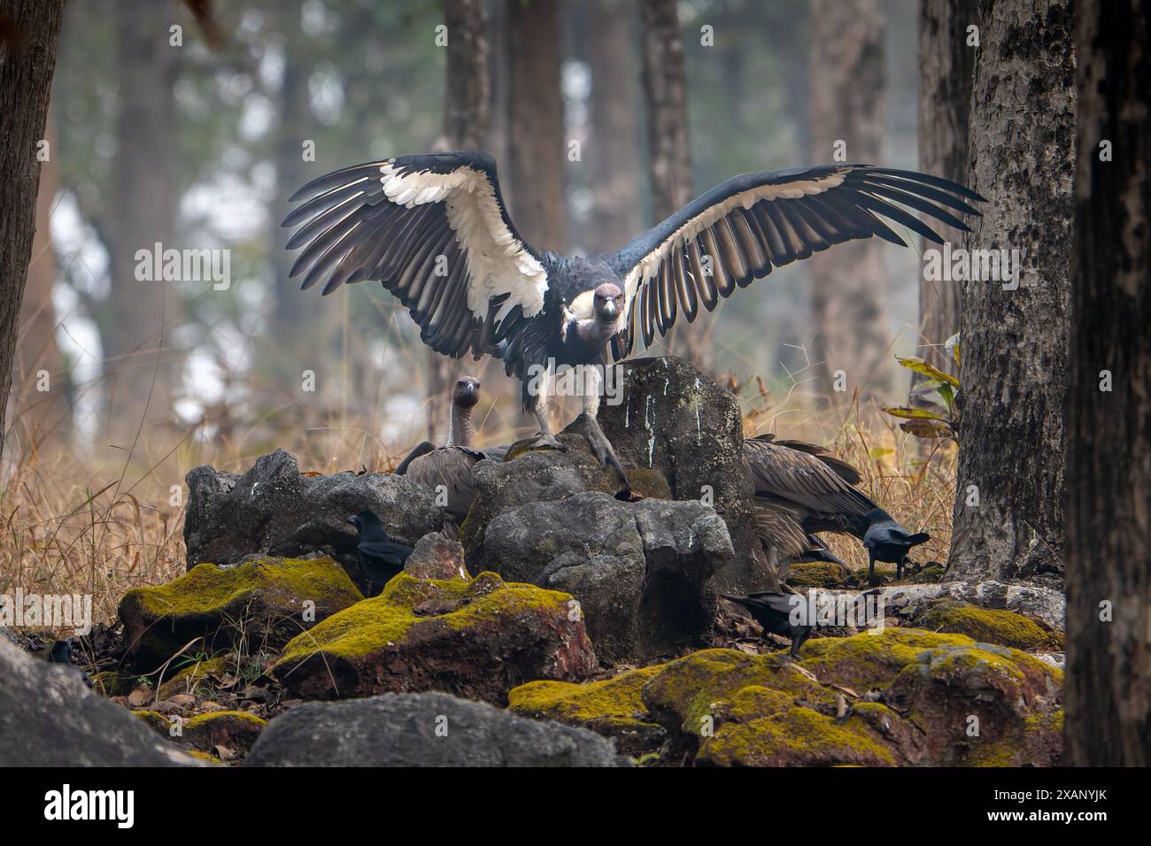 Indische Weissgeier (Gyps bengalensis) mit Flügeln Stockfoto