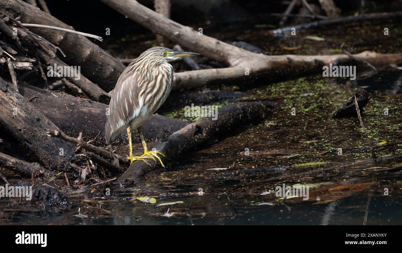 Indischen Teich Heron (Ardeola Grayii) Stockfoto