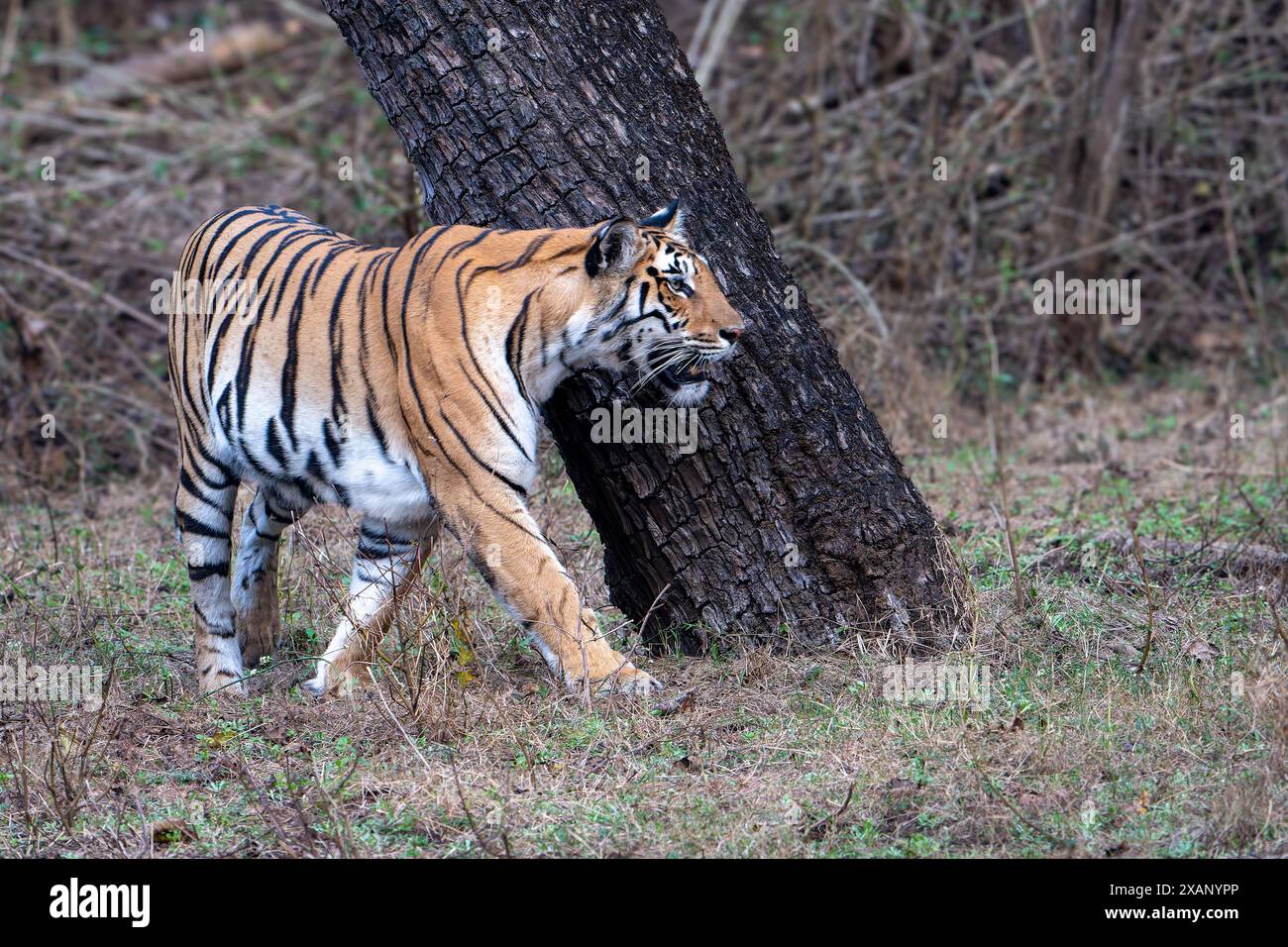 Royal Bengal Tiger (Panthera tigris tigris), Pench NP, Indien Stockfoto