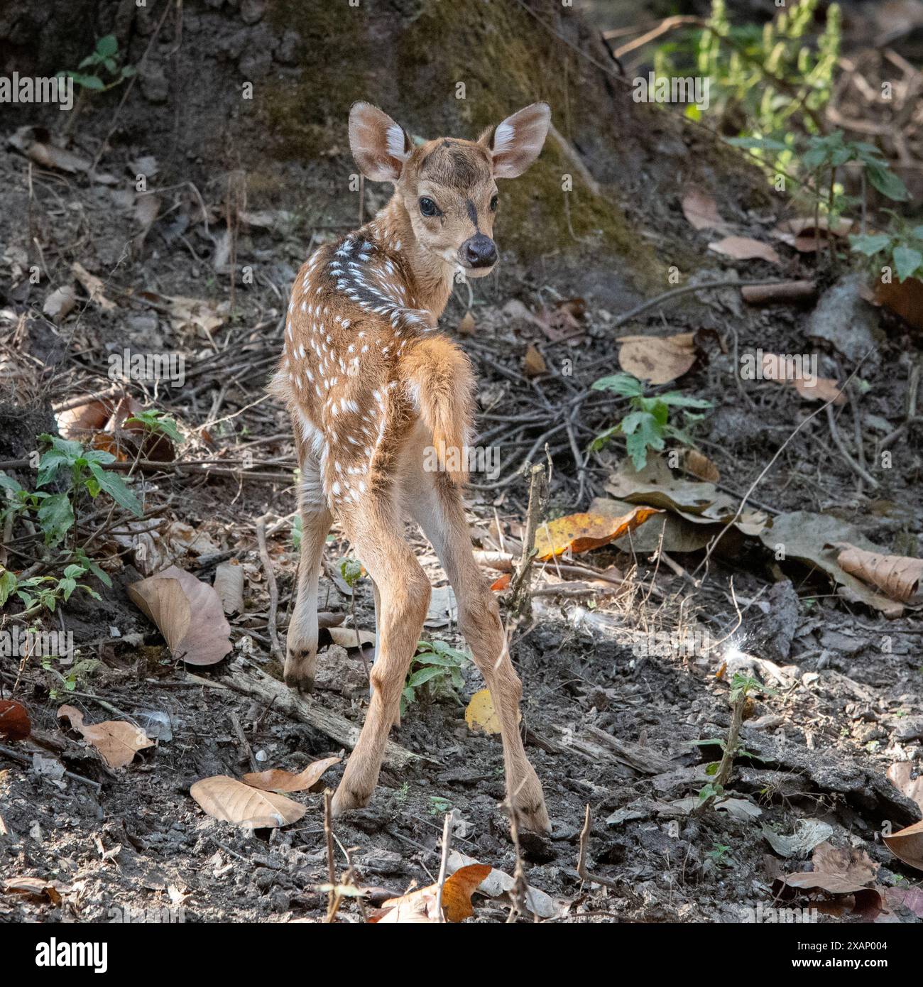 Gepunkteter Seher Fawn, Chital (Achsenachse, Cervus-Achse) Stockfoto
