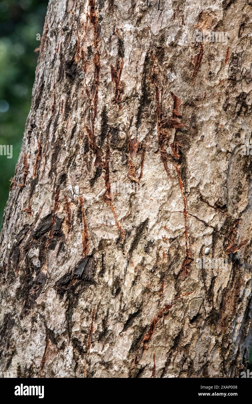 Tigerkralle markiert den Baum, markiert das Gebiet Stockfoto