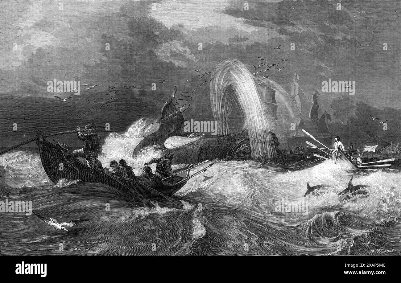 Südseewal von Oswald W. Brierly, in der Allgemeinen Ausstellung für Wasserfarben-Zeichnungen, Dudley Gallery, 1868. Gravur eines Gemäldes. „Der Katalog title...in ist eine beschreibende Notiz, die uns obliegt. „Das Bild“, sagt Mr. Brierly“, repräsentiert das „Flurry“ oder das Todesgeflecht des Wals. Dies tritt häufig auf, wenn es fast tot ist, wenn es einen verzweifelten Rausch an die Oberfläche macht, das Wasser wild mit Flossen und Schwanz verzurren und das Meer zu einer großen Schaumschicht zu schlagen. Die Blöcken werden mit Blut erstickt, das getrieben wird Stockfoto
