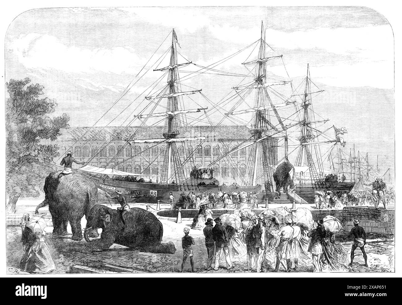 Elefanten in Bombay für die Abessinier-Expedition 1868. Gravur einer Skizze von Mr. Frank J. Capp, Bombay Staff Corps. „Eine Reihe indischer Elefanten mit ihren Tierpflegern und Fahrern... wurden an Bord der Compta eingelassen... einer von ihnen wog 4 Tonnen 6 kg... der erste Versuch, das Tier zu „schleudern“, gab ihm Alarm und regte seinen Widerstand an. aber da saß ein unangenehmer Mensch auf dem Hals des Monsters, mit einem unangenehm aussehenden Haken-Instrument in der Hand... einmal geschlagen, war das Tier hilflos; aber stellen Sie sich seine Wut vor, als es sich langsam aus der Terra-Firma erheben fühlte, die es hing Stockfoto Elefanten in Bombay für die Abessinier-Expedition 1868. Gravur einer Skizze von Mr. Frank J. Capp, Bombay Staff Corps. „Eine Reihe indischer Elefanten mit ihren Tierpflegern und Fahrern... wurden an Bord der Compta eingelassen... einer von ihnen wog 4 Tonnen 6 kg... der erste Versuch, das Tier zu „schleudern“, gab ihm Alarm und regte seinen Widerstand an. aber da saß ein unangenehmer Mensch auf dem Hals des Monsters, mit einem unangenehm aussehenden Haken-Instrument in der Hand... einmal geschlagen, war das Tier hilflos; aber stellen Sie sich seine Wut vor, als es sich langsam aus der Terra-Firma erheben fühlte, die es hing Stockfoto