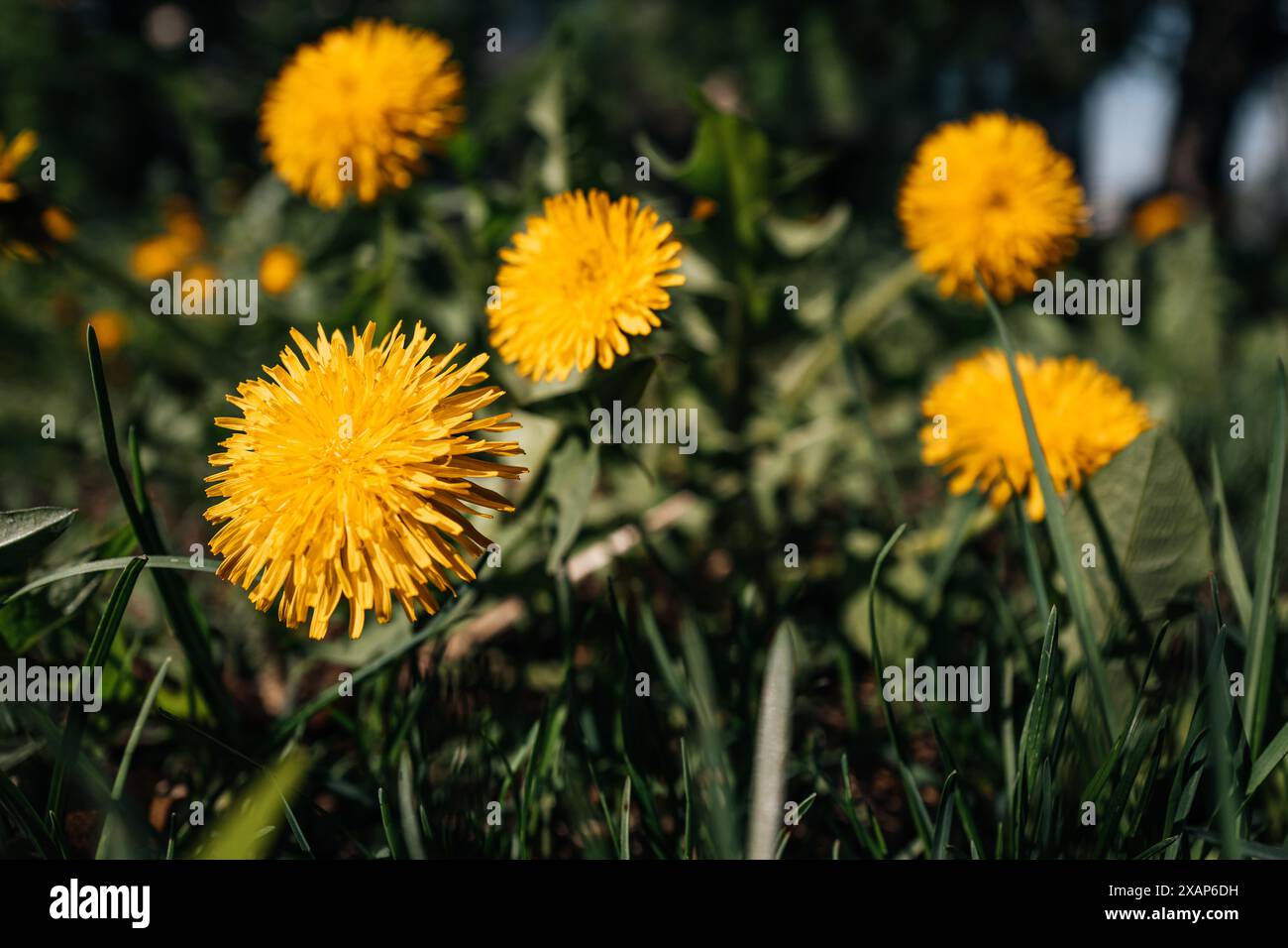 Leuchtend gelb blühende Löwenzahn wachsen an einem sonnigen Tag in der Natur. Wilde Blumen Stockfoto