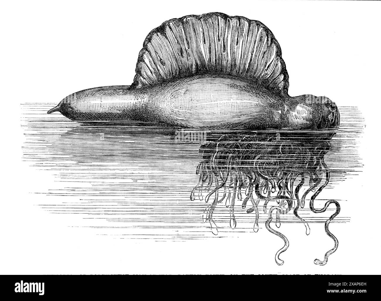 Physalia, oder portugiesischer Kriegsmann, wurde 1869 an der Südküste Englands gefunden. Illustration einer Physalia, einer der so genannten unerwarteten Besucher, deren jüngste Ankunft an unseren Küsten als schlüssiger Beweis für die zunehmende Energie des viel verärgerten Golfstroms gepriesen wurde...[jedoch] die Umstände seiner appearing...in ungewöhnlichen Zahlen sind aller Wahrscheinlichkeit nach, aufgrund der lang anhaltenden Wirkung von Süd- und Südwestwinden besteht der Körper aus einer durchsichtigen, spindelförmigen Luftkammer mit einzigartiger Festigkeit; die obere konvexe Oberfläche ist längs durchzogen Stockfoto