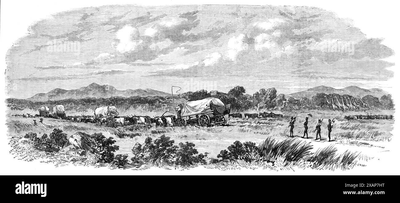 Reisen in Afrika: Zwei Tage ohne Wasser, 1869. „Es ist kaum nötig, diejenigen, die jemals über solche Expeditionen berichtet haben, daran zu erinnern, dass eine der anstrengendsten Erfahrungen der Wanderer in dieser unwirtlichen Region der häufige Wassermangel ist. Die Partei, deren müde marsch in unserer Illustration gezeigt wird, scheint unter dieser schmerzhaften Dürre und Durst zu leiden, nachdem sie bereits zwei Tage seit ihrer letzten Versorgung mit der notwendigen Flüssigkeit vergangen ist. Die herabhängenden Ochsen, die oft mit ihrem Patienten weiterarbeiten, ziehen an den Waggons, bis sie tot fallen und sterben - der Half-madden Stockfoto Reisen in Afrika: Zwei Tage ohne Wasser, 1869. „Es ist kaum nötig, diejenigen, die jemals über solche Expeditionen berichtet haben, daran zu erinnern, dass eine der anstrengendsten Erfahrungen der Wanderer in dieser unwirtlichen Region der häufige Wassermangel ist. Die Partei, deren müde marsch in unserer Illustration gezeigt wird, scheint unter dieser schmerzhaften Dürre und Durst zu leiden, nachdem sie bereits zwei Tage seit ihrer letzten Versorgung mit der notwendigen Flüssigkeit vergangen ist. Die herabhängenden Ochsen, die oft mit ihrem Patienten weiterarbeiten, ziehen an den Waggons, bis sie tot fallen und sterben - der Half-madden Stockfoto
