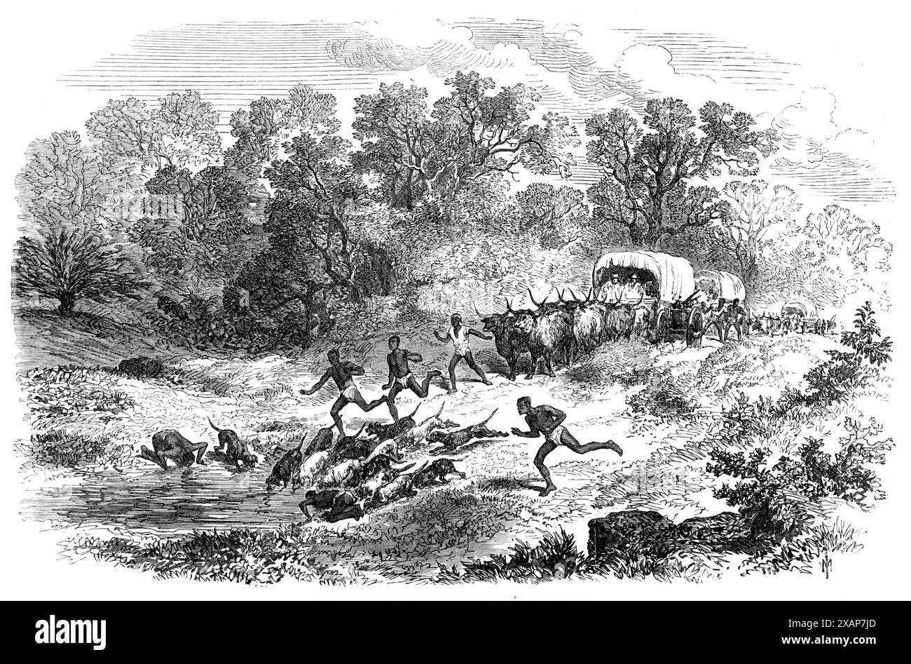 Reisen in Afrika: Das Regenbad übrigens, 1869. Ein häufiger und manchmal ziemlich nerviger Vorfall afrikanischer Reisen wird in einer von Mr. T. Baines Skizzen gezeigt. Es kommt häufig vor, dass das Wetter, selbst wenn es keine absolute Wasserknappheit gibt, ausreichend heiß ist und die Straße dunkel genug ist, um einen Blick auf einen klaren, frischen Pool mit kaltem Regenwasser zu werfen. Aber während der durstige Reisende einen üppigen Tiefgang erwartet, erhaschen die eifrigen Hunde ihn und stürzen sich nach vorne in den Pool, während sie baden, während die Einheimischen folgen Stockfoto Reisen in Afrika: Das Regenbad übrigens, 1869. Ein häufiger und manchmal ziemlich nerviger Vorfall afrikanischer Reisen wird in einer von Mr. T. Baines Skizzen gezeigt. Es kommt häufig vor, dass das Wetter, selbst wenn es keine absolute Wasserknappheit gibt, ausreichend heiß ist und die Straße dunkel genug ist, um einen Blick auf einen klaren, frischen Pool mit kaltem Regenwasser zu werfen. Aber während der durstige Reisende einen üppigen Tiefgang erwartet, erhaschen die eifrigen Hunde ihn und stürzen sich nach vorne in den Pool, während sie baden, während die Einheimischen folgen Stockfoto