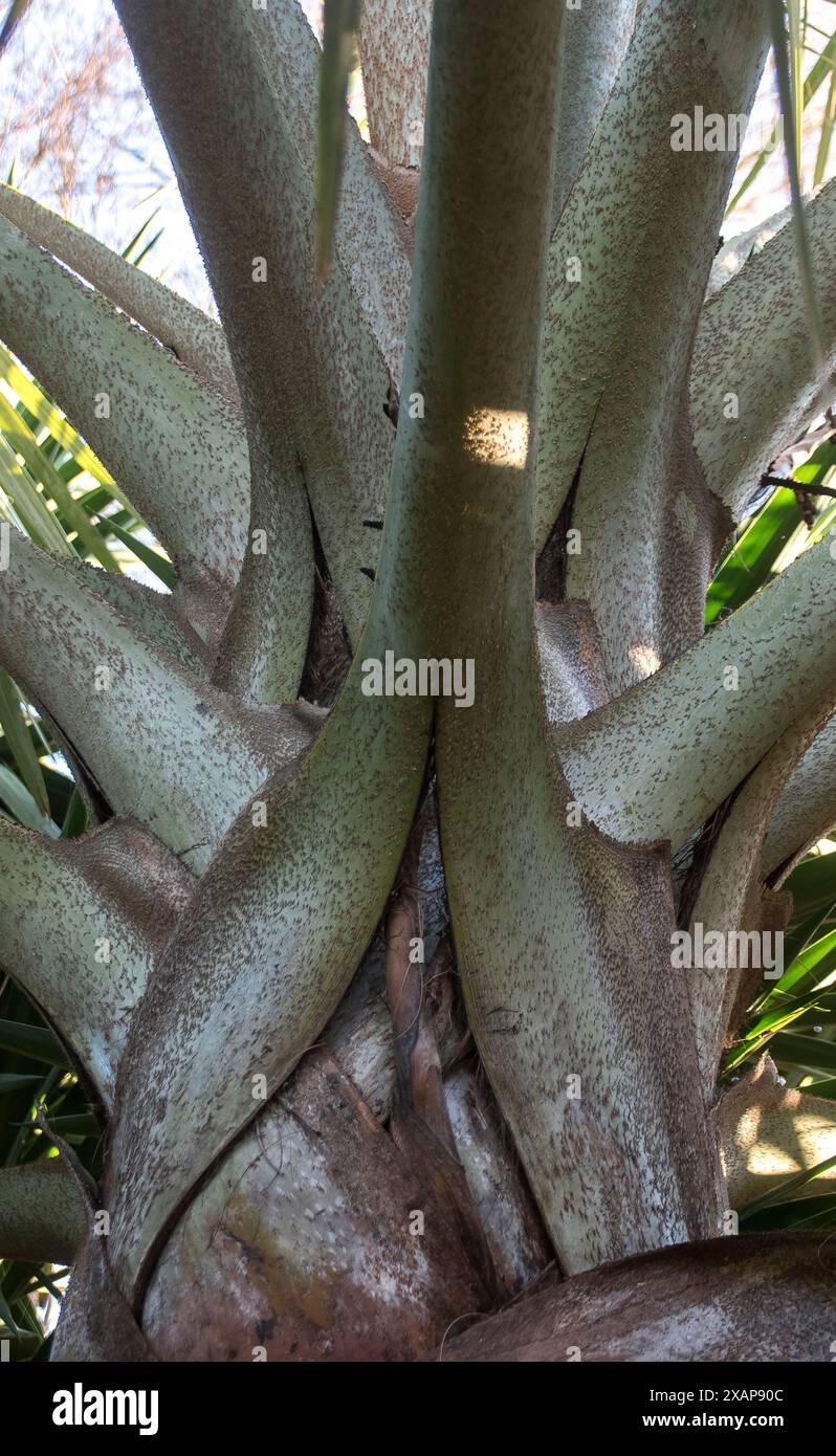 Basen der Wedel der Bismarckpalme, Bismarckia nobilis, verbunden mit Baum trunk.in australischen subtropischen Garten. Abstraktes Muster. In Madagaskar beheimatet Stockfoto