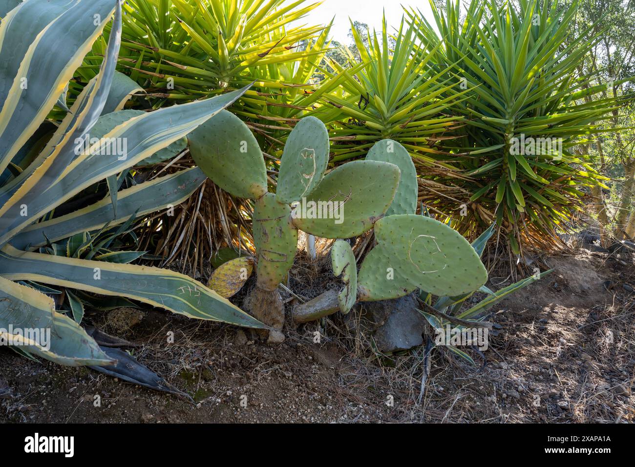 Grüne wilde Opuntia (Opuntia Ficus-indica) oder Feigenkaktus oder Birnenkaktus, die durch Schnitzereien beschädigt wurden Stockfoto