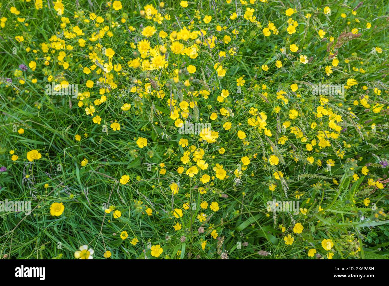 Ein Feld mit gelben Butterblumen, Ranunkulus bulbosus, einheimische Wildblume in voller Blüte Stockfoto